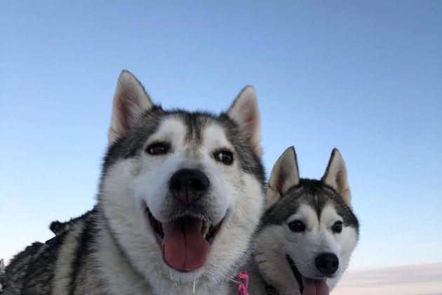Виды Зимний Бакуриани - катание на Нартах, упряжка Хаски.