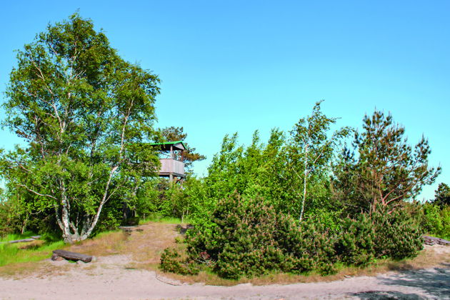 Виды Куршская коса из Светлогорска: Фрингилла, Танцующий лес, высота Эфа