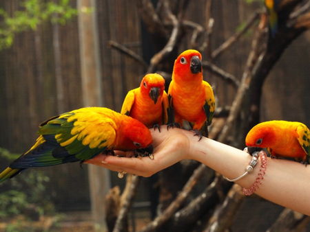 Парк Птиц на Пхукете