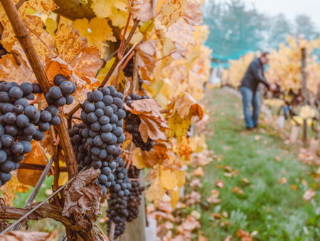 Шато де Талю