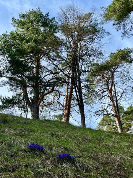 Звенигород: обширная обзорная экскурсия по городу с вековой историей  "Звени!Город" - фото 4