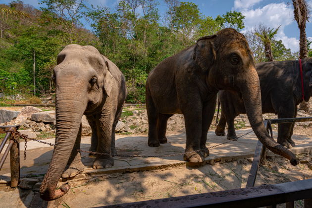 Фото к экскурсии Тайское Сафари: два контактных зоопарка и приключения для всей семьи