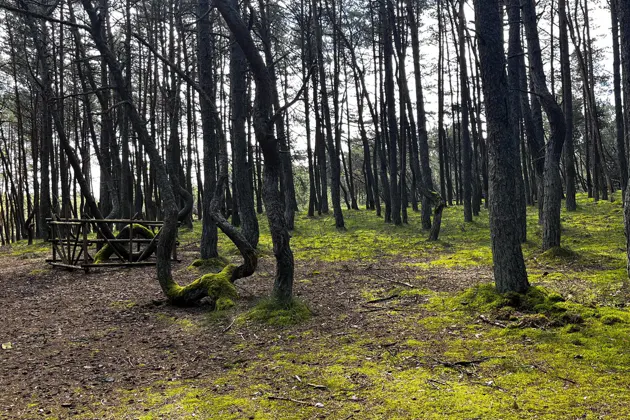 Сыроварня Шаакен Дорф, Куршская коса и Зеленоградск на микроавтобусе — фото 3