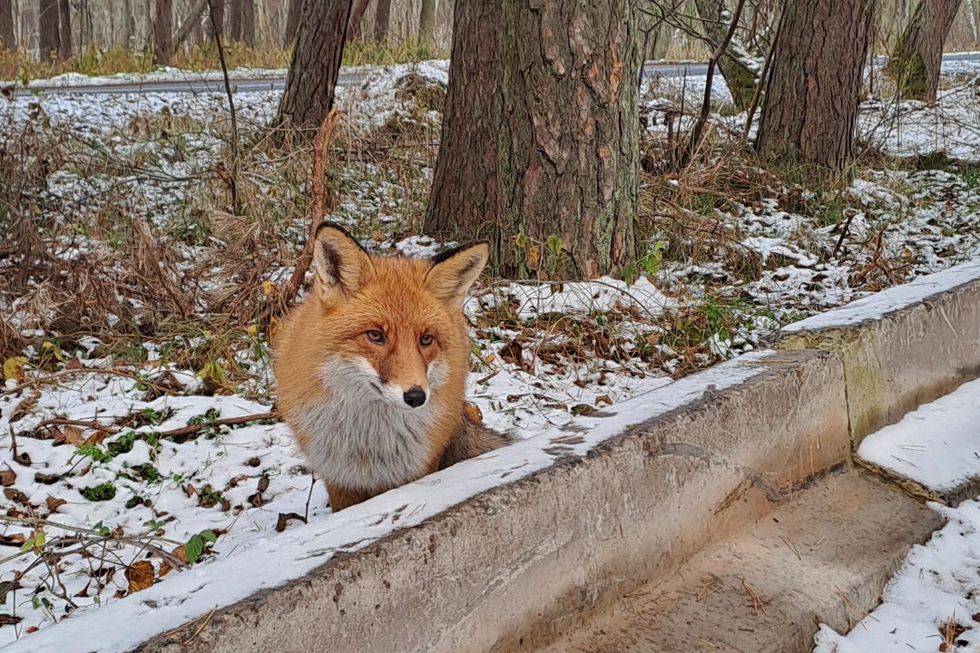 Путешествие к белым дюнам и синему морю: Куршская коса — фото 6