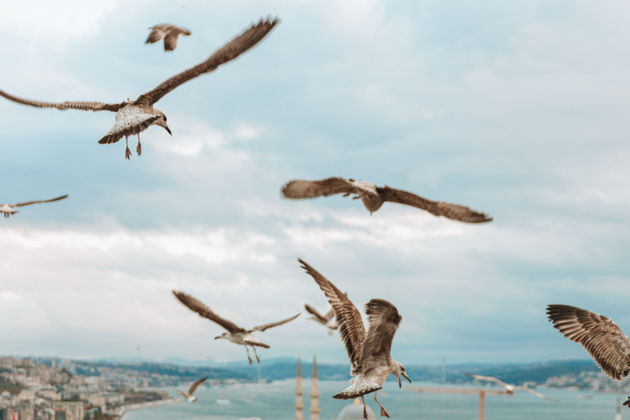 Главное изображение экскурсии - Стамбульская фотосессия на крыше с чайками