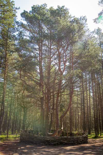 Утренняя Куршская коса, Зеленоградск, Нессельбек и Танцующий лес - фото 3