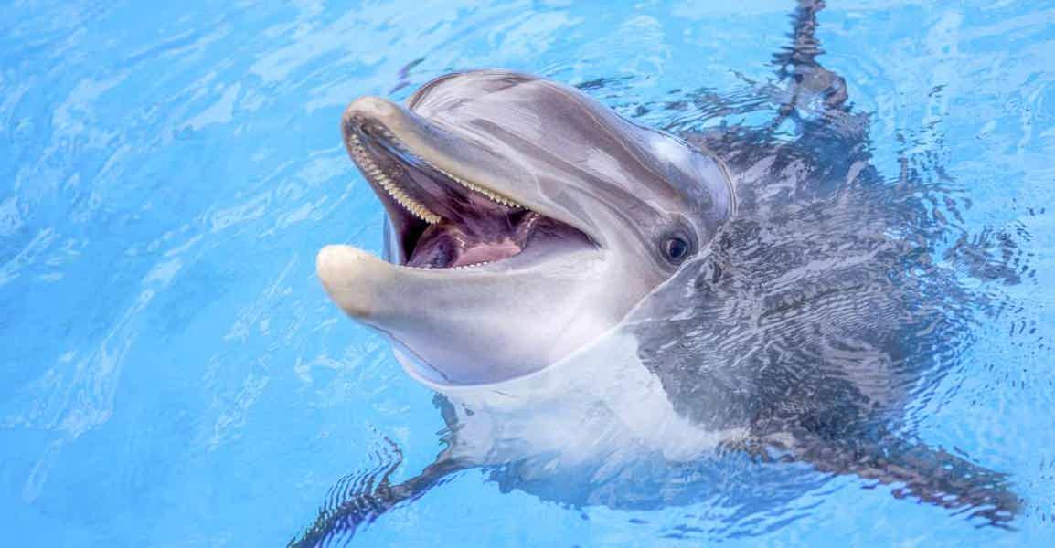 Дубай: глубоководное плавание с дельфинами в Atlantis - фото 1
