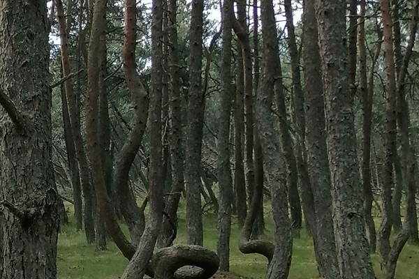 Жемчужины Балтийского побережья: Светлогорск, Куршская коса, Зеленоградск