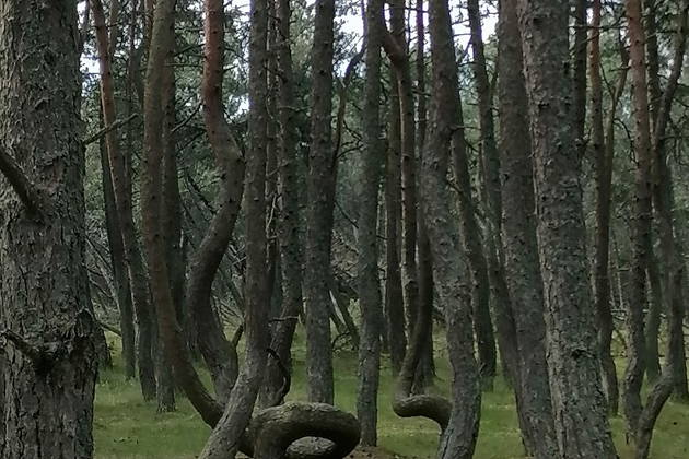 Жемчужины Балтийского побережья: Светлогорск, Куршская коса, Зеленоградск