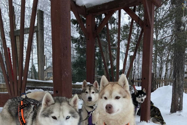 Виды Зимний Бакуриани - катание на Нартах, упряжка Хаски.