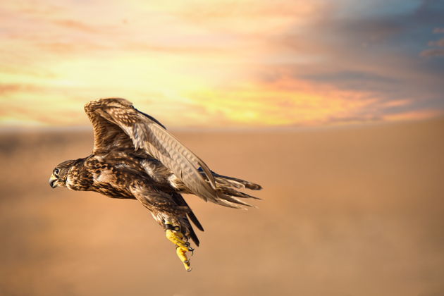 Главное изображение экскурсии - Сафари по соколиной охоте и дикой природе Дубая