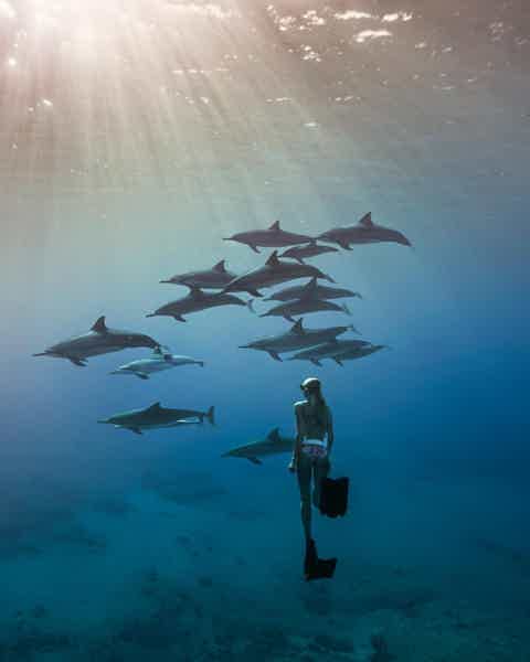 Подводный мир Маврикия: кораллы, рыбы и дельфины - фото 1