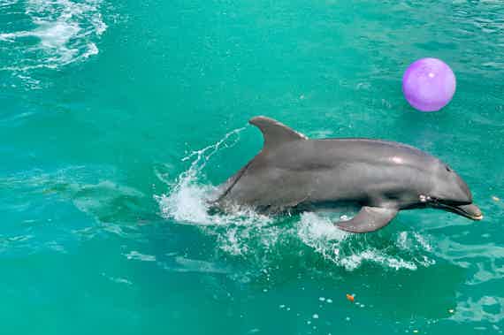 Play with Dolphins in Dubai's Atlantis Waterpark