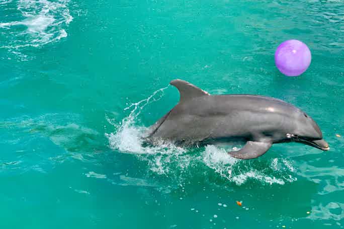 Play with Dolphins in Dubai's Atlantis Waterpark