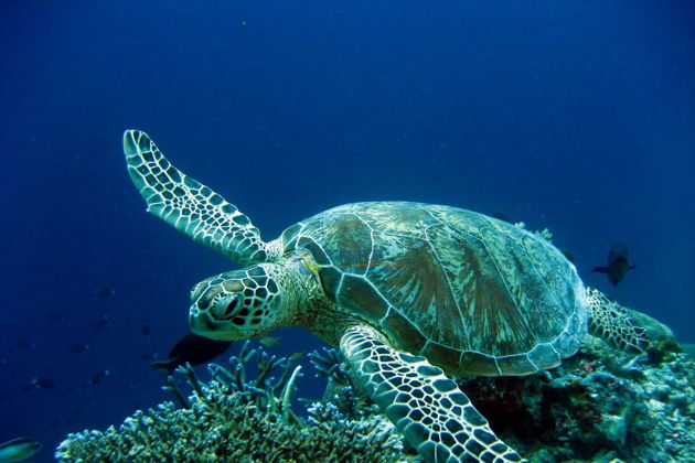 Дайвинг в Бодруме