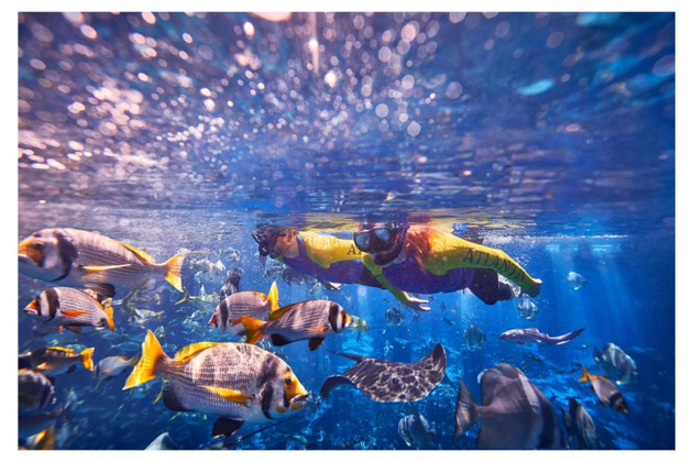 Подводное плавание с маской в Aquarium Ultimate Atlantis