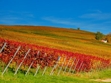 Винодельня Гай-Кодзор