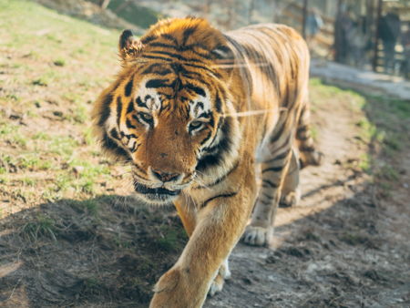 Сафари-Парк в Геленджике 