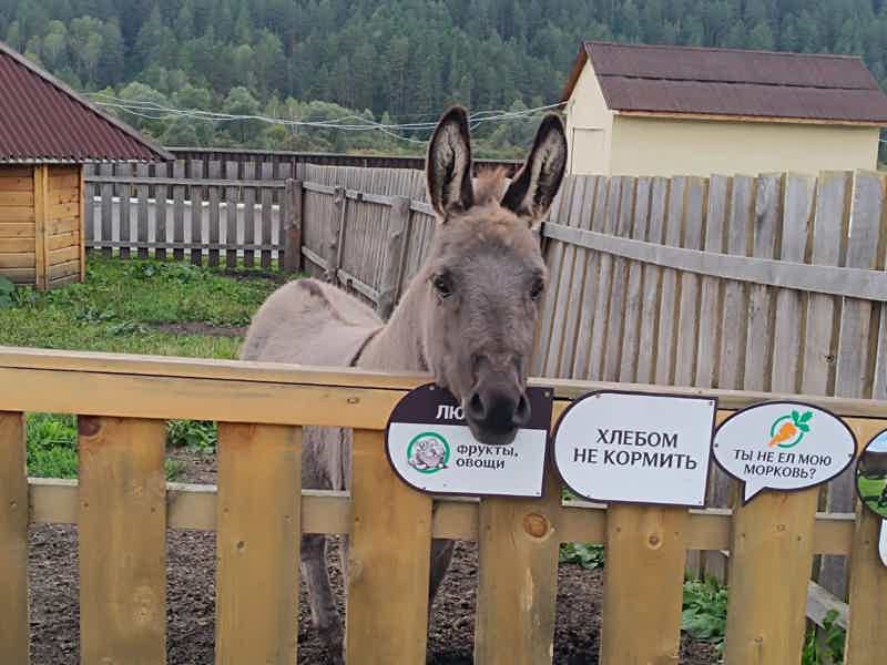 «Дорога Зайсана»: зимняя рыбалка на форель и горные пейзажи - фото 6