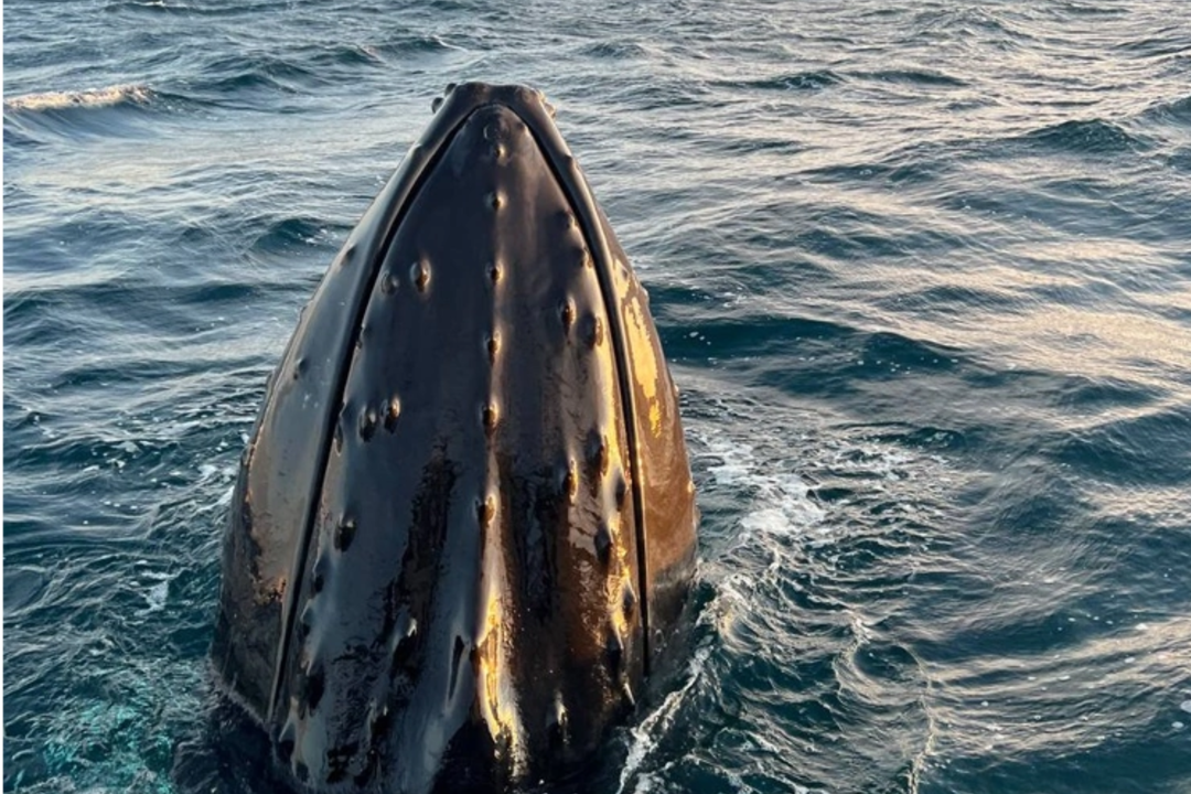 Красоты Баренцева моря: Морская прогулка в поисках китов — фото 1