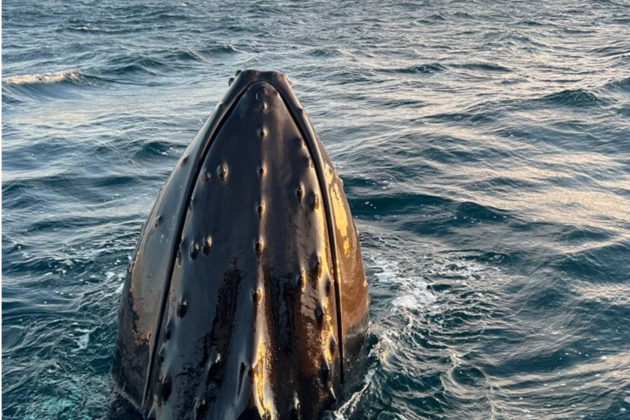 Виды Красоты Баренцева моря: Морская прогулка в поисках китов