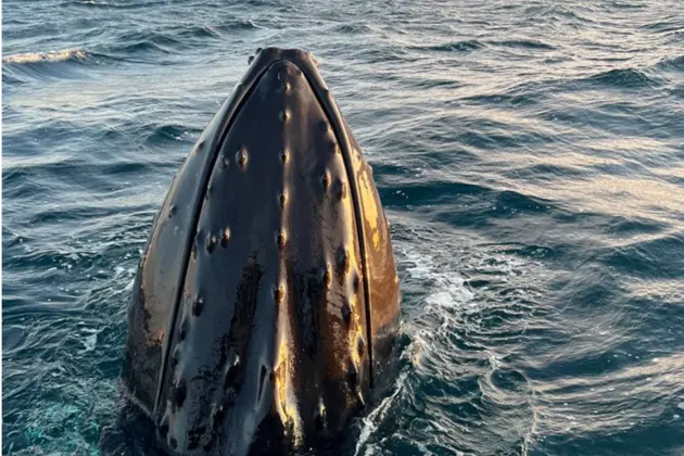 Красоты Баренцева моря: Морская прогулка в поисках китов — фото 2