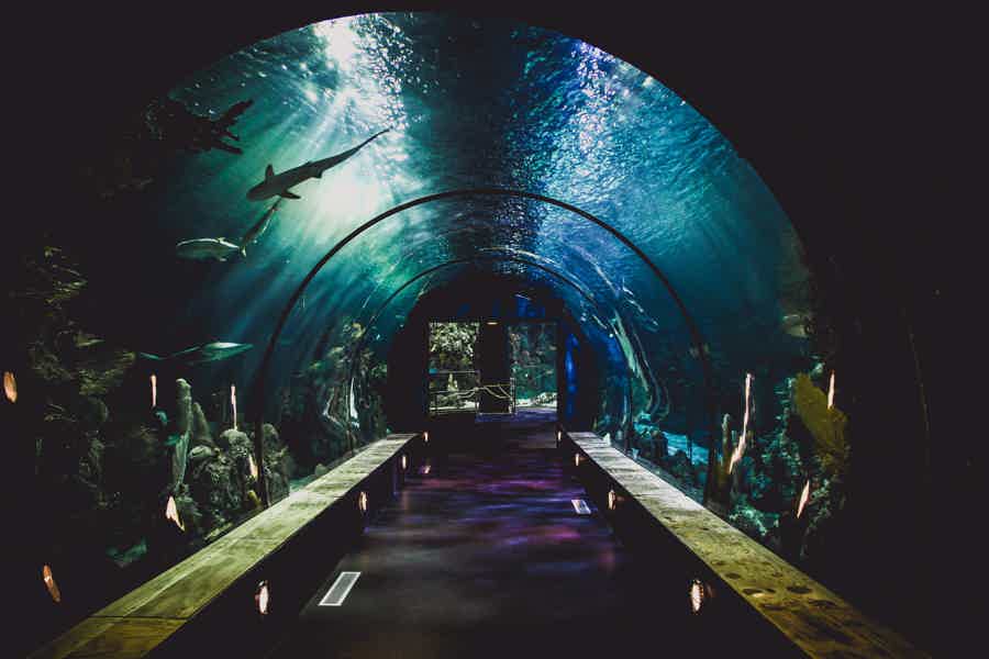Входной билет в океанариум в Стамбуле - фото 7