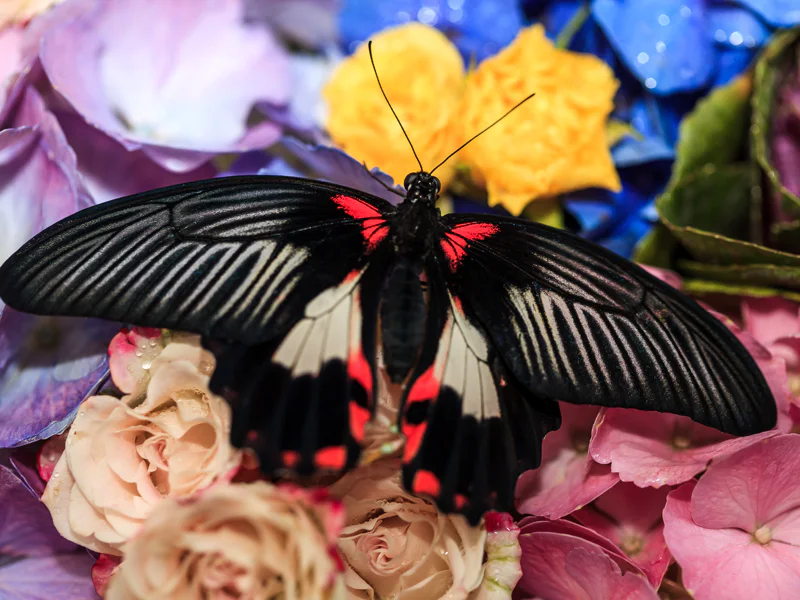Мир бабочек: входной билет в Dubai Butterfly Garden — фото 7, Дубай | Покатаем