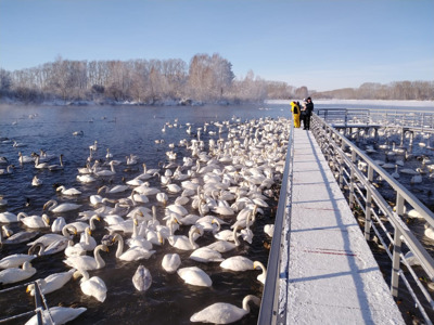 Лебединое озеро. Единственное место зимовки лебедей и уток в России.