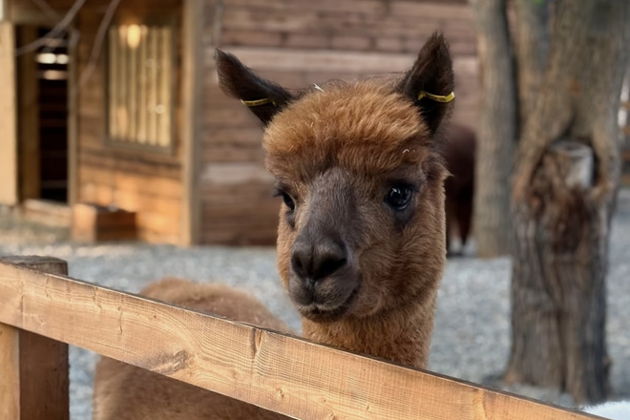 Виды Парк Альпак Симба: приходи покормить альпак на Воробьевых горах!