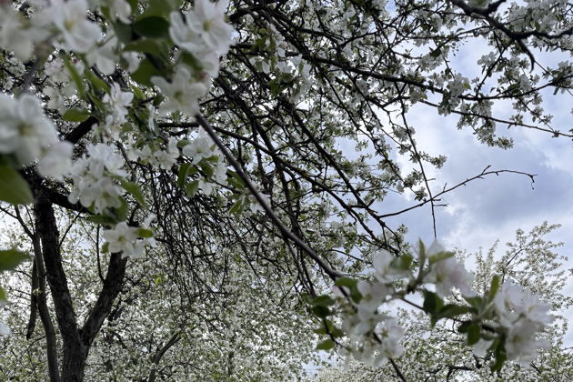 Виды На царскую дачу в Коломенское