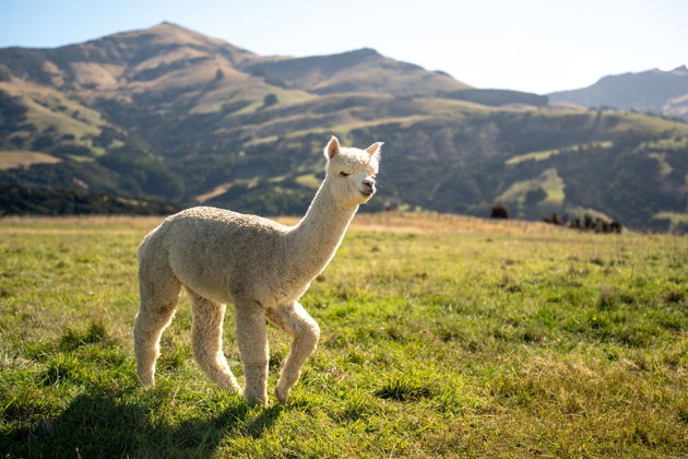 Виды Альпака-парк и Медовые водопады: уютная поездка на полдня