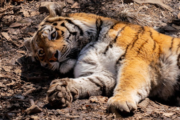 Главное изображение экскурсии - Открытый зоопарк Safari World (с трансфером)