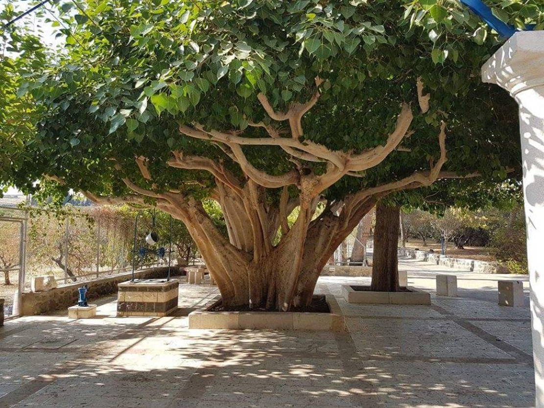 Смаковница это. Фиговое дерево сикомор. Сикомор, смоковница. Смоковница в Египте. Дерево сикомора в Израиле.