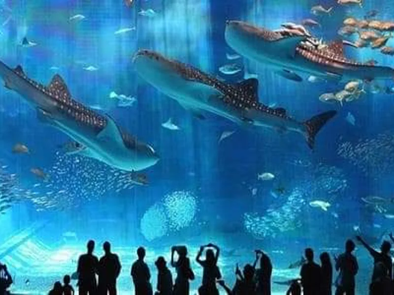 Гранд Аквариум: Красное море за стеклом — фото 7, Хургада | Покатаем