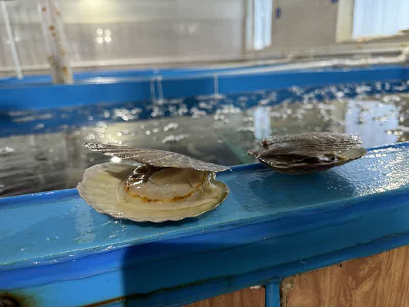 Прогулка по острову Русский с посещением Морефермы - фото 2