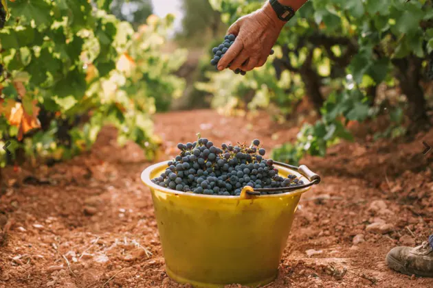 In vino veritas! Истина - в вине! — фото 3