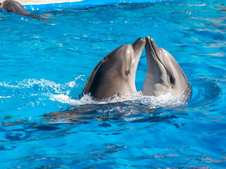 Дельфинарий «Немо»