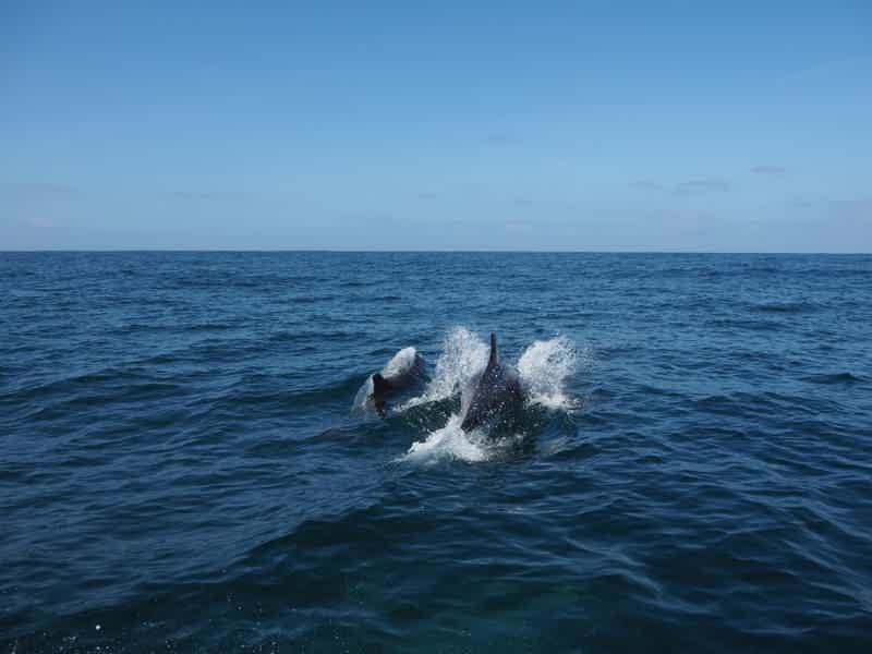 Lisbon: Dolphin Watching with Marine Biologist - photo 5