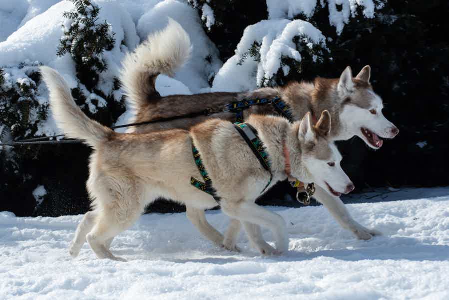 Зимний актив: 10 км на собачьих упряжках - фото 3