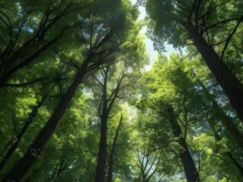 Самурский лес и экраноплан «Лунь» - экскурсия в Дербент, Россия