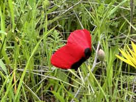 Экскурсия "Марсианские горы, Бешбармаг, Розовое озеро + дегустация икры и горный чай" - фото отзыва 4