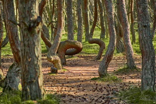 Виды Куршская коса и ЗЕЛЕНОГРАДСК: Легенды моря