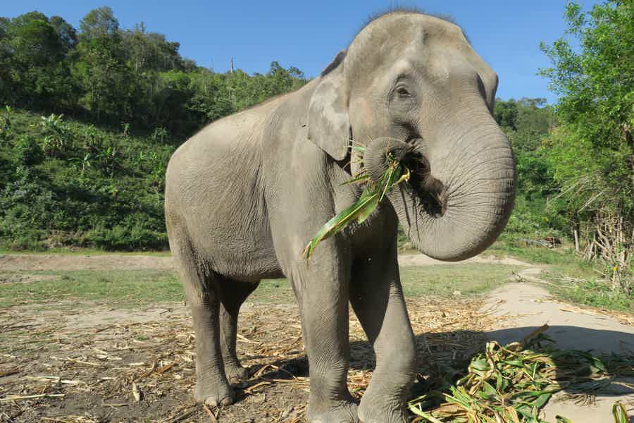 Пхукет/Кхаулак: эко-тур на полдня по заповеднику слонов (англ. гид) - фото 3