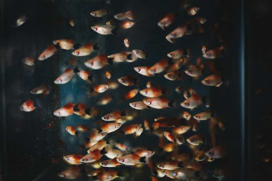 Гранд Аквариум: Красное море за стеклом - фото 7