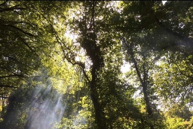 Виды Винный путь в Габалу: экскурсия и дегустация на винном заводе «Савалан»