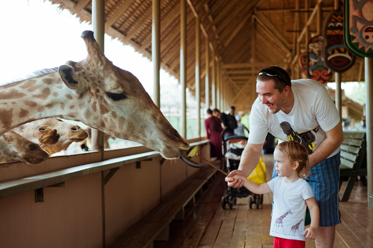Билет в парк Safari World (с трансфером)