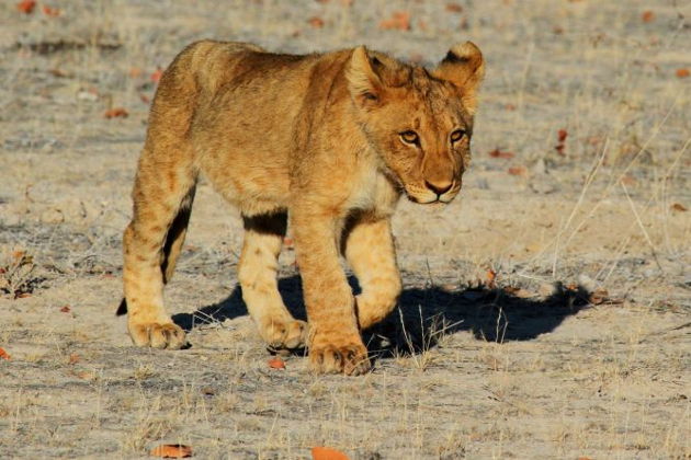 Виды Сафари-парк Тайган