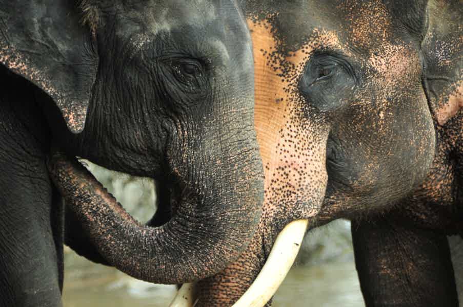 Пхукет/Кхаулак: эко-тур на полдня по заповеднику слонов (англ. гид) - фото 6
