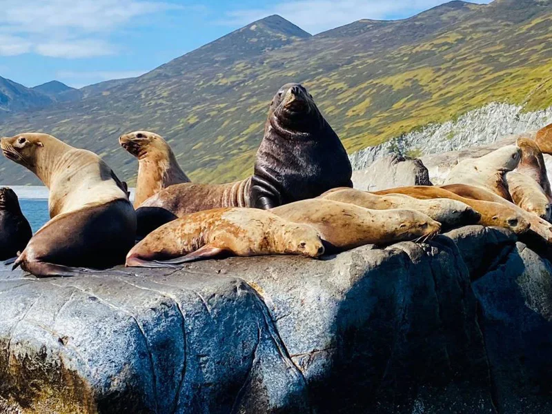Морская прогулка в Бухту Русскую: высадка, рыбалка и крабовое сафари — фото 7, Петропавловск-Камчатский | Покатаем